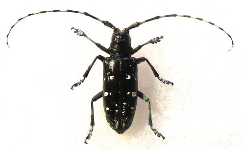 Tarlo asiatico (Anoplophora glabripennis)