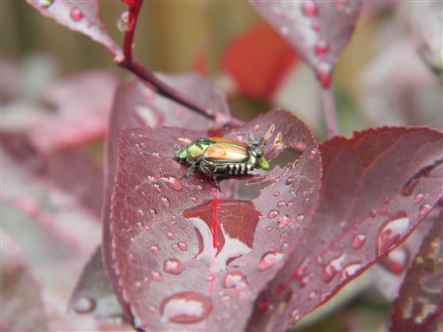 Scarabeo giapponese (Popillia japonica)