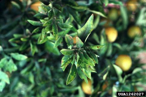 Sintomi fogliari di un’infezione da Xylella fastidiosa