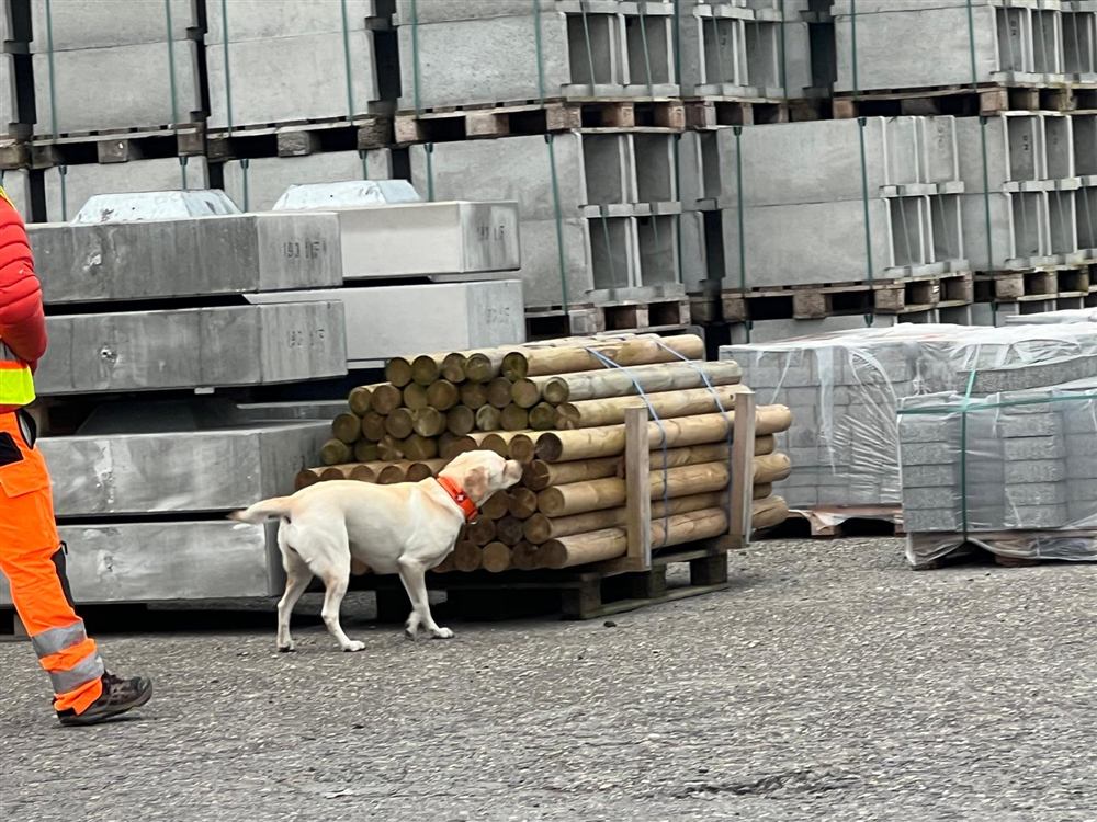 Cane da rilevamento che controlla tronchi stoccati