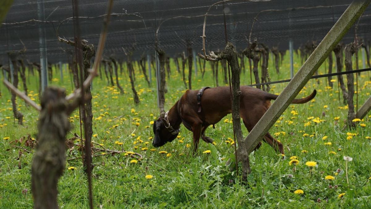 Il cane da rilevamento Amia cerca larve di scarabeo giapponese in un vigneto (foto: Aline Lüscher)