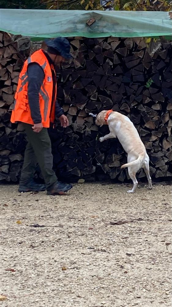 Conduttore e cane da rilevamento durante il controllo di legna da ardere