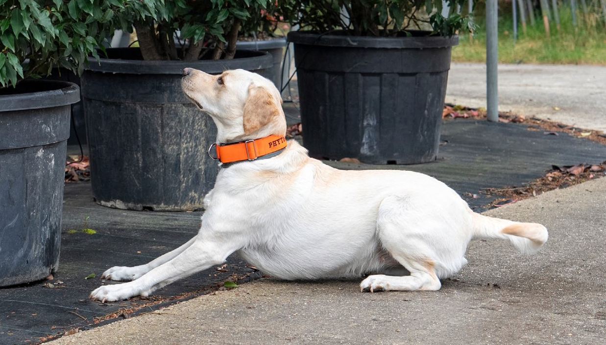 Sp&uuml;rhund Ginger im Trainingseinsatz an einem Baum